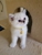 www.smilingBSHcats.com - Pet Breeders