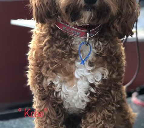 Superb Dog Grooming - Wheelers Hill, VIC. Before