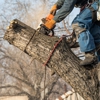 One Call Tree Service gallery