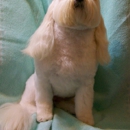 Ambrozia Great Grooms - Pet Grooming