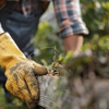 Tree Service gallery