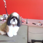 Pampered Pups Pet Grooming