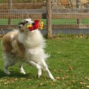 Queen of the Valley Farm a Pet Resort - Pet Boarding & Kennels