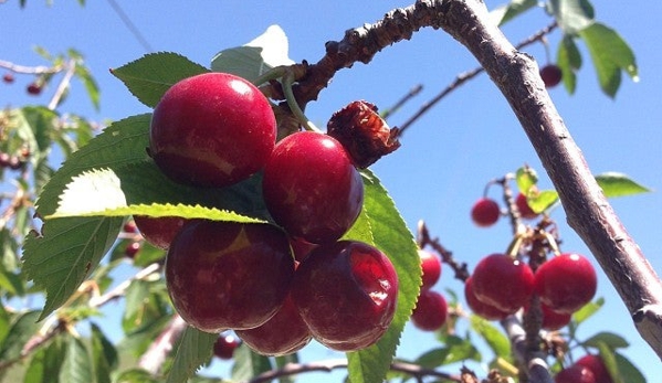 Villa Del Sol Sweet Cherry Farms - Leona Valley, CA