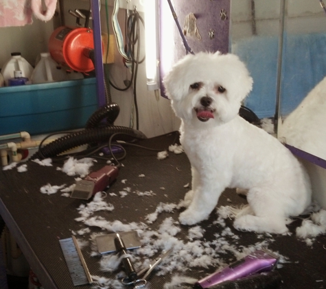 Mandy's Mobile Pet Grooming Salon - Dunnellon, FL