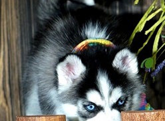 Loyal Siberian Husky - Hamer, SC