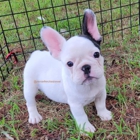 Premier French Bulldogs