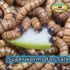 Crickets & Worms For Sale gallery