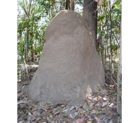 Cairns Pest Control Services - Edmonton, QLD
