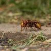 A.P.E. Pest Control gallery