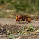 A.P.E. Pest Control - Pest Control Equipment & Supplies