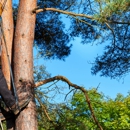 TD's Tree Service - Tree Service