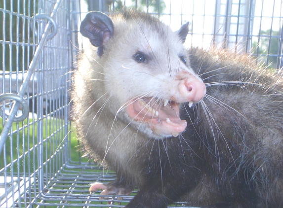 Wildlife Control - Saint Petersburg, FL