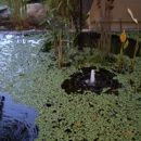 Affordable Pond Service & Fountain Service - Ponds & Pond Supplies