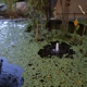 Affordable Pond Service & Fountain Service