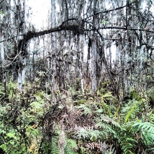 Loxahatchee National Wildlife - Boynton Beach, FL