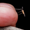 Superior Pest Control Inc gallery