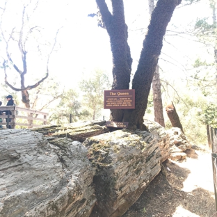 Petrified Forest - Calistoga, CA