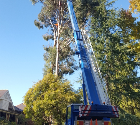D & K Tree Surgery - Lake Albert, NSW