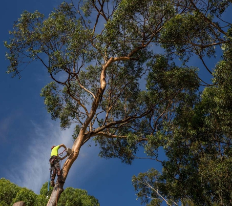 Chip Fast Tree Service P/L