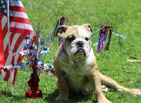 ENGLISH BULLDOG MAFIA - gray, KY