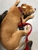 Pet Emergency Service of Yakima - CLOSED - Veterinarians