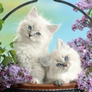 Purrrrfect Persians - Pet Breeders