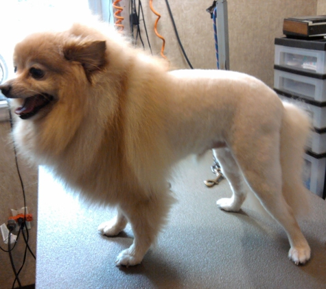 Born To Be Styled Pet Grooming Training - Abbottstown, PA. Lion Cut