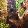 Aquatech Aquarium Service gallery