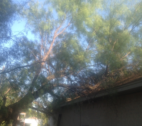 Steve's Tree Service, LLC - Weatherford, TX