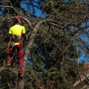 Peters Tree Service - Tree Service
