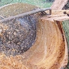 Northwest Tree Service & Stump Grinding gallery