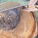 Northwest Tree Service & Stump Grinding - Tree Service