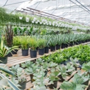 4 C's Nursery - Plants