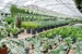 4 C's Nursery - Garden Centers