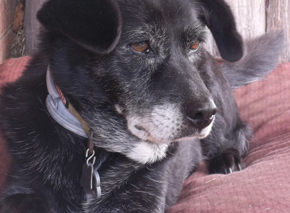 Family & Friends Veterinary Care - Old Hickory, TN. Basil