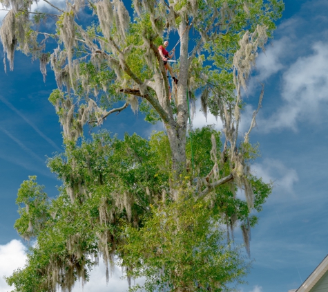 Sunset Tree Service - Charleston, SC