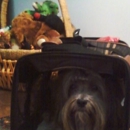 My BFF Pet Sitting - Pet Services