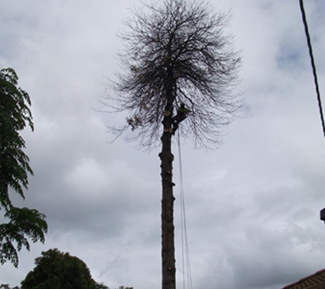Redback Tree Services