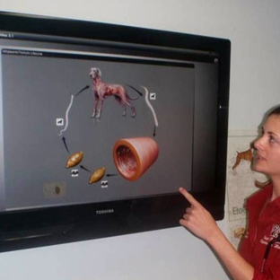 East Bundaberg Veterinary Hospital - Bundaberg East, QLD