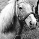 Little T Ranch - Horse Rentals