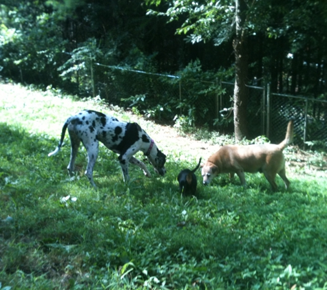 Top Dog Kennel - Swannanoa, NC