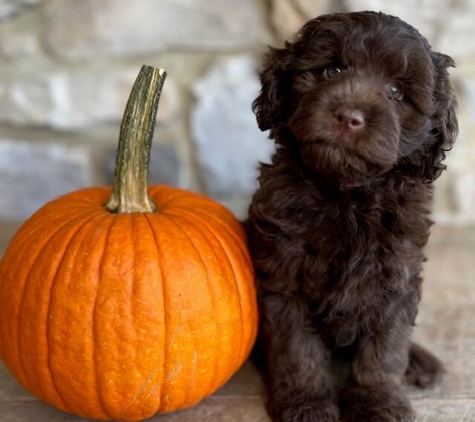 GlenEden Labradoodles - Berryville, VA