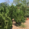 Southwestern Trees & Garden Center gallery