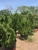 Southwestern Trees & Garden Center - Garden Centers