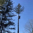 Holland Tree Services