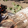 Allen Tree Services gallery