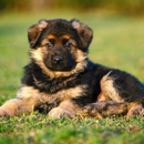 Florida German Shepherd Puppies - Guard Dogs