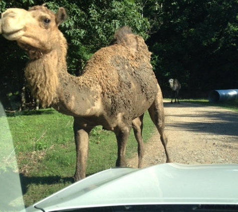 Wild Wilderness Drive-Through Safari - Gentry, AR