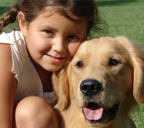 5 Star Golden Retriever Puppies